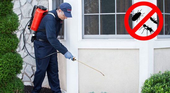 Çay Böcek İlaçlama böcek ilaçlama ve haşere kontrolü — ilaclama-tr.com